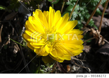 春を告げる花　福寿草　元日草 99388272
