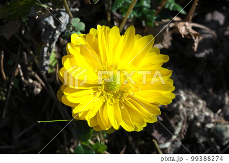 春を告げる花　福寿草　元日草 99388274