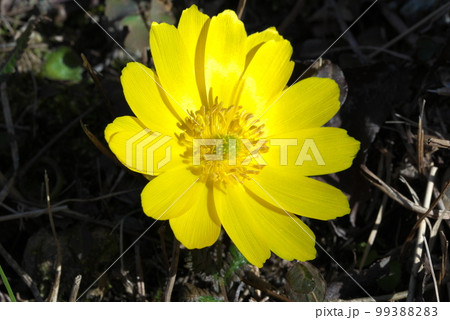 春を告げる花 福寿草 元日草 春を告げる花 福寿草 元日草 99388283