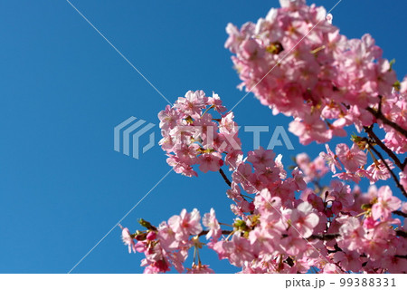 河津桜　カワズザクラ 99388331