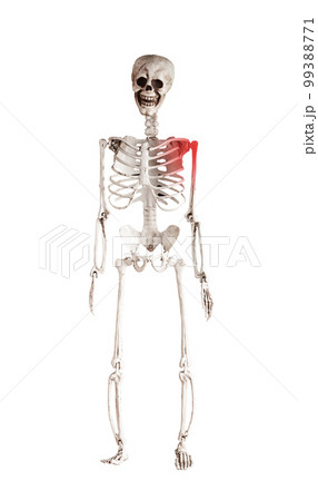 Skeleton isolated on white background. Shoulder pain. Human layout with red point. Overuse, tendons injury, arthritis consequences. Health problems, anatomy concept. Skeleton isolated on white background. Shoulder pain. Human layout with red point. Overuse, tendons injury, arthritis consequences. Health problems, anatomy concept. 99388771