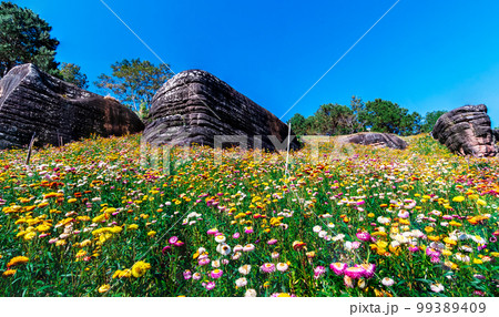 Beautiful meadow wildflowers straw flower in the mountains Phu Hin Rong Kla National Park, Thailand 99389409