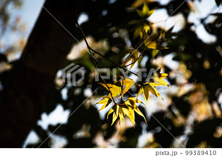 Closeup of maple leaves that change color Closeup of maple leaves that change color 99389410
