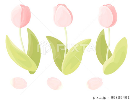 ピンク色のチューリップと花びら 99389491