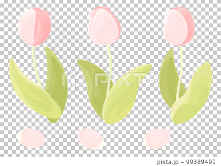 粉紅色的鬱金香和花瓣 粉紅色的鬱金香和花瓣 99389491