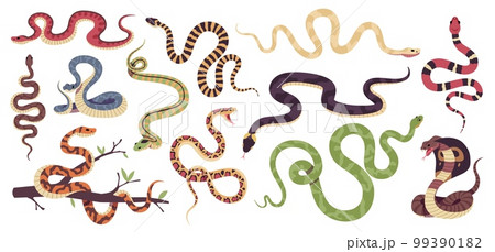 Cartoon snakes. Different types reptiles, venomous and strangling, tropical wildlife, colorful cobra, green python, boa constrictor, viper and trimeresurus salazar, tidy vector serpents set 99390182