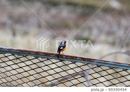 柵の上のジョウビタキ 柵の上のジョウビタキ 99390494