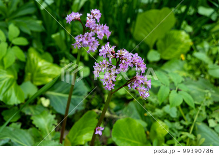 Close-up of badan Bergenia crassifolia blooming in a flower bed in May Close-up of badan Bergenia crassifolia blooming in a flower bed in May 99390786