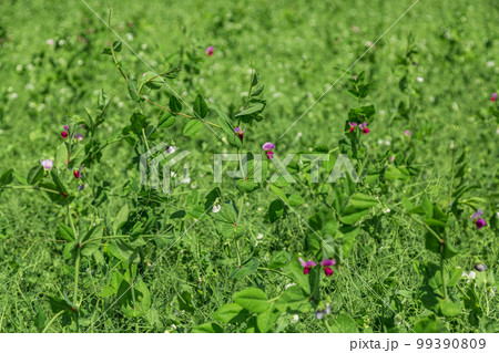 pea plants during flowering with white petals, an agricultural field where green peas grow 99390809