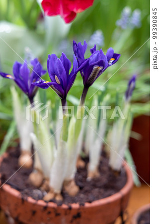 Small spring flowers in the garden. Tiny purple-blue irises in a clay pot, Iris reticulata or dwarf iris, bulbous plant  99390845