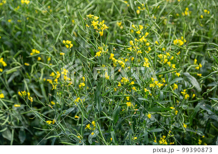 Rapeseed seed pods, close up Stems of rapeseed, Green Rapeseed field Rapeseed seed pods, close up Stems of rapeseed, Green Rapeseed field 99390873