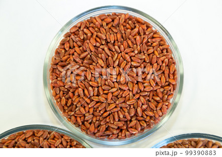 Wheat seeds, cereal seeds with red seed dressing or seed treatment 99390883