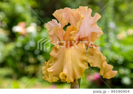 Orange bearded iris flower in the garden in summer. Iris Orange King Orange bearded iris flower in the garden in summer. Iris Orange King 99390904
