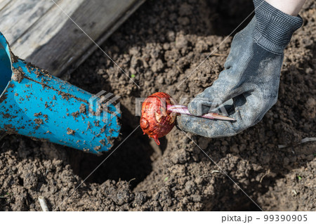 the hand plants bulbs of flowers in the soil. Hand holding a gladiolus bulb before planting in the ground the hand plants bulbs of flowers in the soil. Hand holding a gladiolus bulb before planting in the ground 99390905
