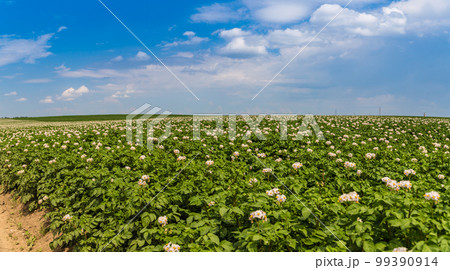 Blossoming of potato fields, potatoes plants with white flowers growing on farmers fiels Blossoming of potato fields, potatoes plants with white flowers growing on farmers fiels 99390914