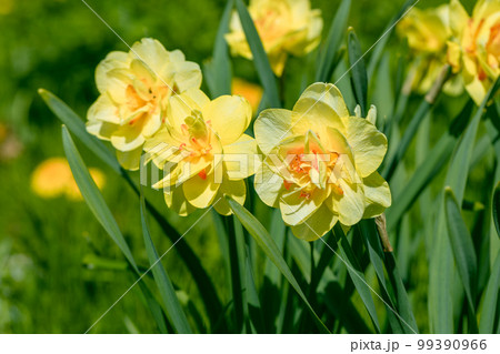 Yellow double narcissus Tahiti blooms in the garden Yellow double narcissus Tahiti blooms in the garden 99390966