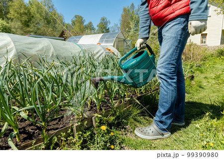 watering garlic from a watering can, crop care in the garden. watering garlic from a watering can, crop care in the garden. 99390980