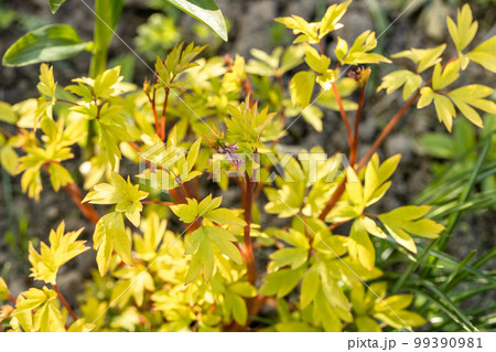 Blooming Dicentra spectabilis 'Gold Heart' in the garden 99390981