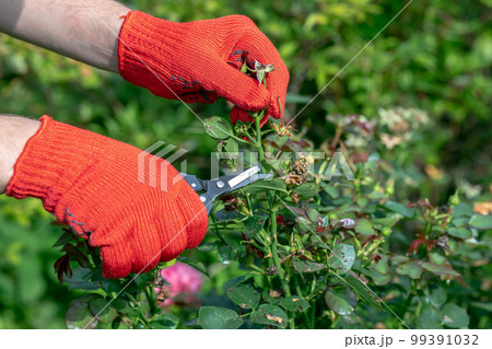 gardener in red gloves makes pruning with pruning shears faded roses flowers 99391032