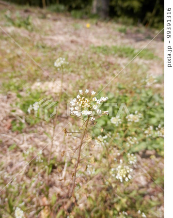 春の花/春の七草の一種「ナズナ(ペンペングサ)」 99391316