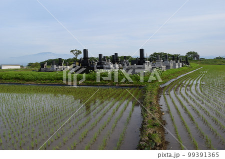 水田の中にある墓地 99391365