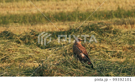 Common Buzzard Or Buteo Buteo Wild Bird Sitting On Ground In Sum 99392101