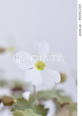 プリムラシネンシス プリムラシネンシス 99392204