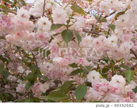 珍しい桜の木々	 99392682