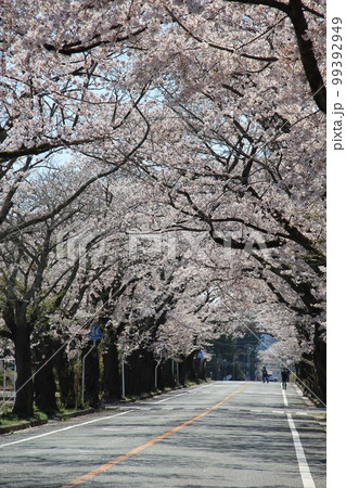 春の風景/満開の「ソメイヨシノ」の並木道 春の風景/満開の「ソメイヨシノ」の並木道 99392949