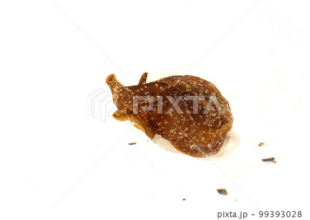 アメフラシ 99393028