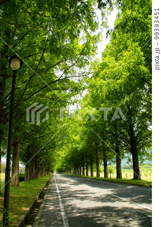 メタセコイア並木道 99393451