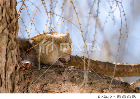 【動物素材】野生のニホンリス【長野県】 【動物素材】野生のニホンリス【長野県】 99393586