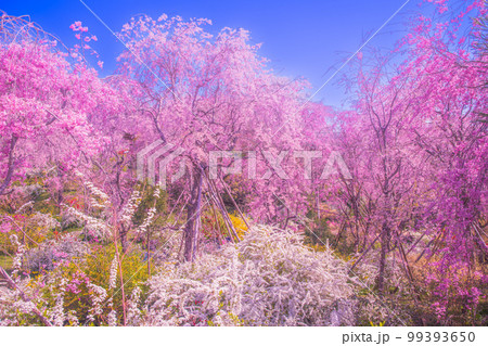 京都 原谷苑の桜 京都 原谷苑の桜 99393650