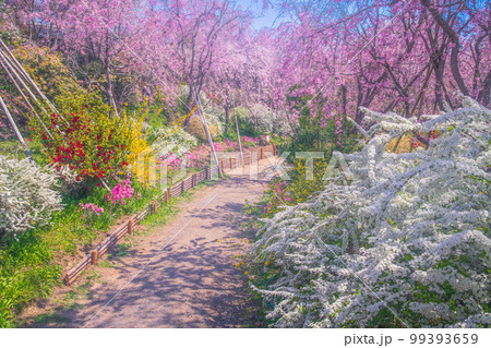 京都　原谷苑の桜 99393659