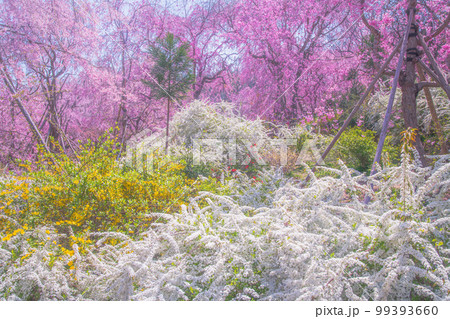 京都　原谷苑の桜 99393660