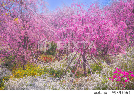 京都　原谷苑の桜 99393661