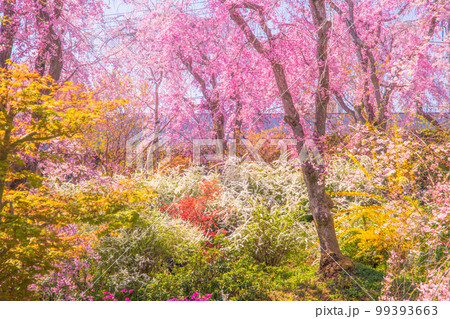 京都 原谷苑の桜 京都 原谷苑の桜 99393663
