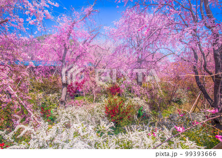 京都　原谷苑の桜 99393666