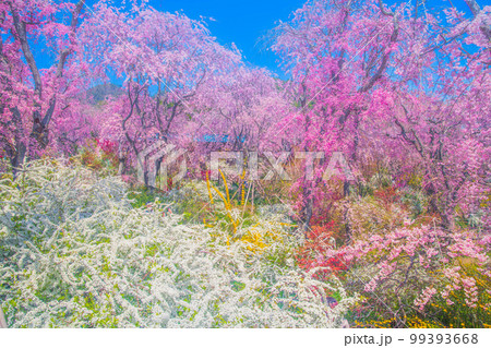 京都 原谷苑の桜 京都 原谷苑の桜 99393668