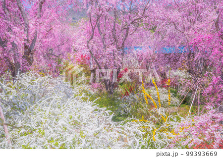 京都 原谷苑の桜 京都 原谷苑の桜 99393669