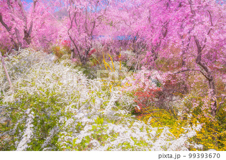 京都 原谷苑の桜 京都 原谷苑の桜 99393670