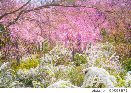 京都 原谷苑の桜 京都 原谷苑の桜 99393671