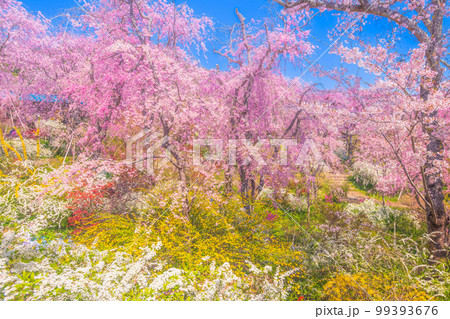京都　原谷苑の桜 99393676