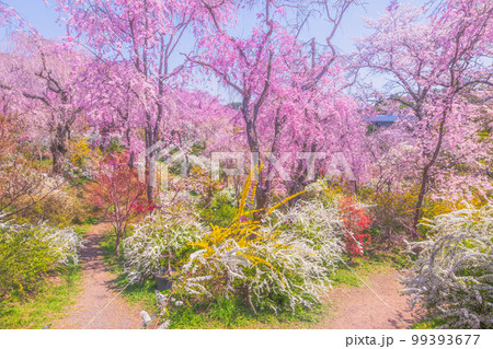 京都　原谷苑の桜 99393677