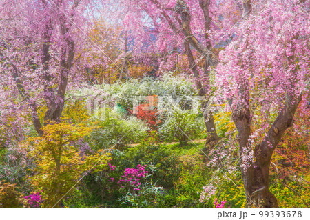 京都　原谷苑の桜 99393678