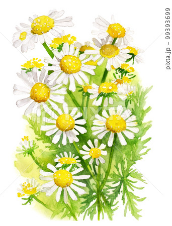Feverfew flowers over green leaves background. Generative AI illustration in watercolor style Feverfew flowers over green leaves background. Generative AI illustration in watercolor style 99393699