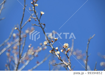 北杜市白州町、碧空をバックに白い梅の花咲く 北杜市白州町、碧空をバックに白い梅の花咲く 99394852