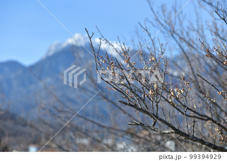北杜市白州町、雪の甲斐駒と碧空を背景に白い梅の花咲く 北杜市白州町、雪の甲斐駒と碧空を背景に白い梅の花咲く 99394929