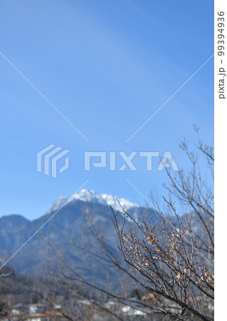 北杜市白州町、雪の甲斐駒と碧空を背景に白い梅の花咲く 北杜市白州町、雪の甲斐駒と碧空を背景に白い梅の花咲く 99394936