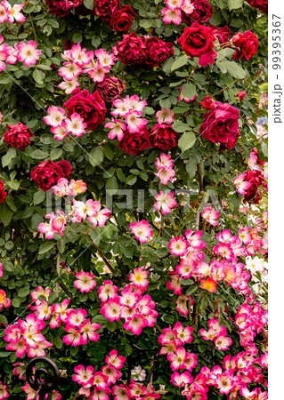 カルメンのように、貴婦人のように、至高の香りを放ち、かぐわしき香りをまとう 99395367